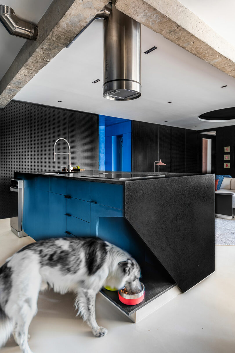 A black and white dog drinks from a bowl built into a modern black and blue kitchen island with concrete and industrial accents.