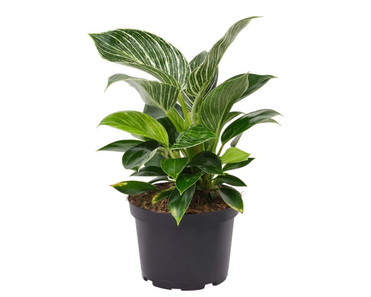 PHILODENDRON "BIRKIN” Potted Plant | IKEA.com